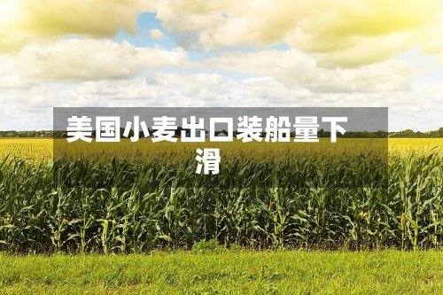 美国小麦出口装船量下滑-第2张图片